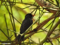 Hypsipetes madagascariensis