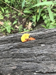 Episcaphula australis