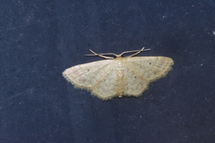 Idaea neovalida