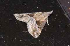 Hypena indicatalis