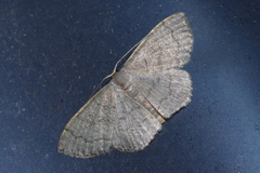 Scopula plumbearia