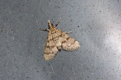 Dolicharthria bruguieralis