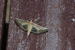 Cnaphalocrocis pilosa