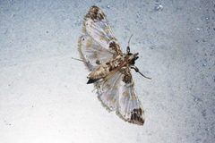 Analyta apicalis