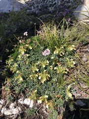 Teucrium montanum jailae
