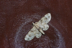 Gymnoscelis admixtaria