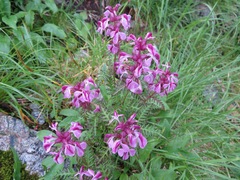 Pedicularis chamissonis