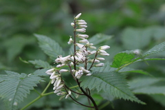 Parasenecio kamtschaticus