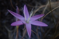 Hesperantha baurii