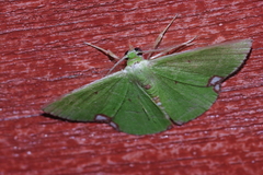 Comibaena procumbaria