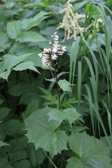 Parasenecio kamtschaticus