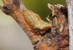 Multareoides bifurcatus