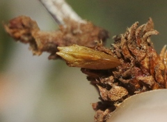 Multareoides bifurcatus