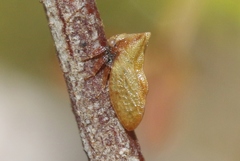Multareoides bifurcatus