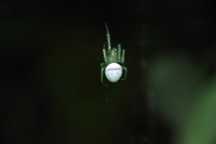 Aoaraneus amabilis