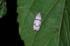 Cyana unipunctata