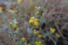 Helichrysum lepidissimum