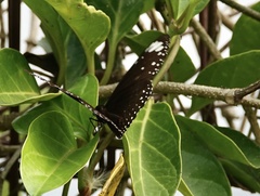 Euploea crameri bremeri