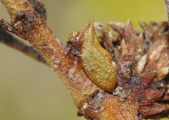 Multareoides bifurcatus