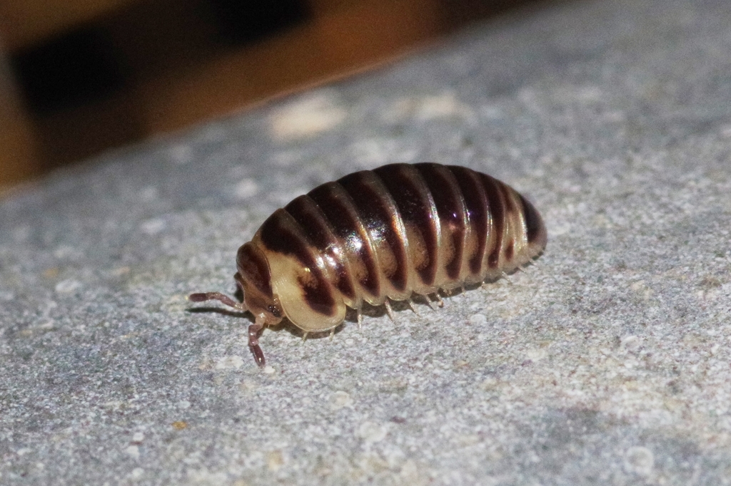 Hyleoglomeris yamashinai