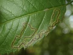 Stigmella anomalella
