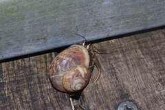 Coenobita cavipes