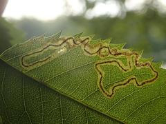 Stigmella anomalella