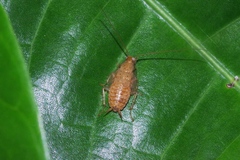 Megamareta pallidiola