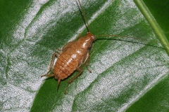 Megamareta pallidiola