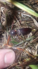 Ignelater havaniensis