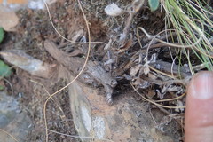 Helichrysum lepidissimum