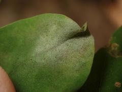 Erysiphe palczewskii
