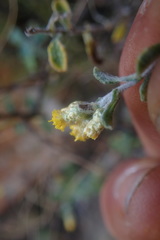 Helichrysum lepidissimum