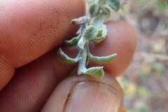 Helichrysum lepidissimum