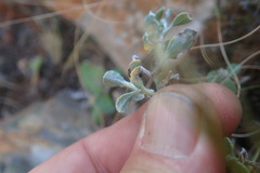Helichrysum lepidissimum