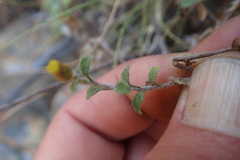 Helichrysum lepidissimum
