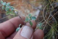 Helichrysum lepidissimum