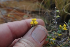 Helichrysum lepidissimum
