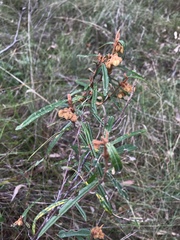 Lasiopetalum ferrugineum