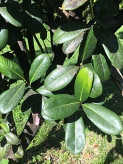 Diospyros revoluta