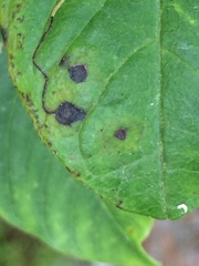 Bucculatrix frangutella