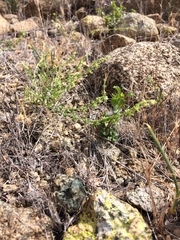 Harpagonella palmeri
