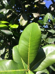 Diospyros revoluta