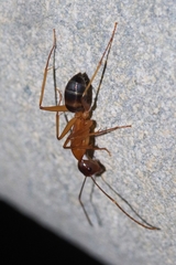 Camponotus devestivus