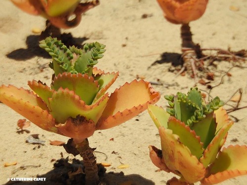 Kalanchoe laetivirens image