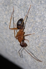 Camponotus devestivus