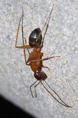 Camponotus devestivus