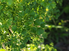 Polyscias balfouriana