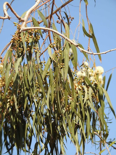 Eucalyptus camaldulensis subsp. camaldulensis image