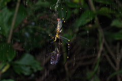 Serrognathus titanus okinawanus